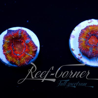 Ultra Acanthastrea Lord/Micromussa