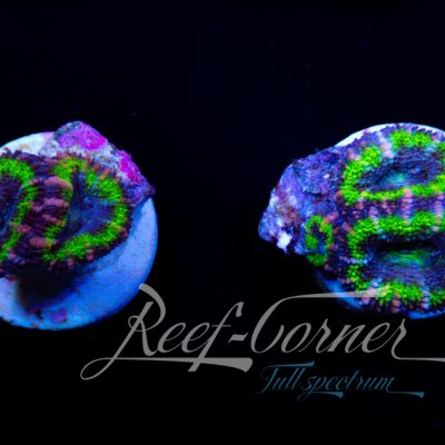 Multicolour Acanthastrea