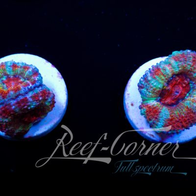 Ultra Acanthastrea Lord/Micromussa