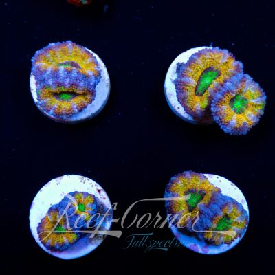 Golden rainbow Acanthastrea Lord/Micromussa