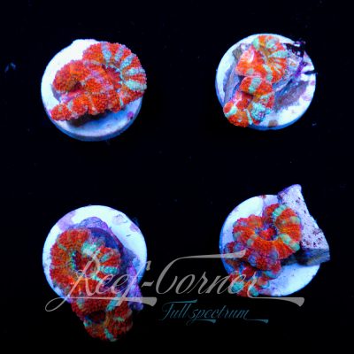 Ultra Acanthastrea Lord/Micromussa