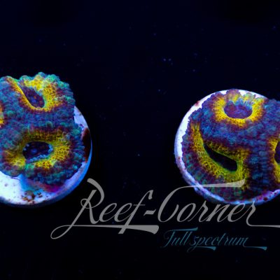 Ultra Acanthastrea Lord/Micromussa