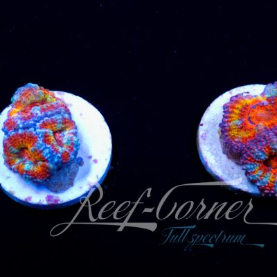 Ultra Acanthastrea Lord/Micromussa