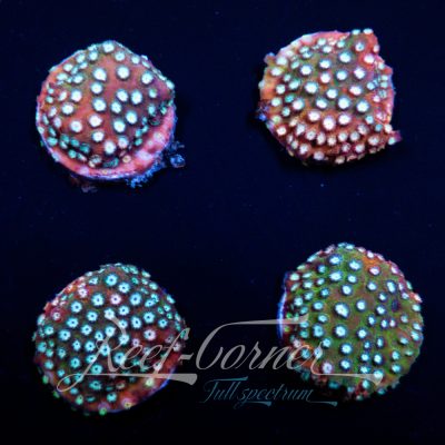 Cyphastrea Fender bender