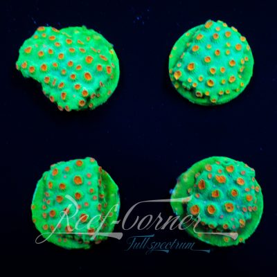 Cyphastrea Christmas