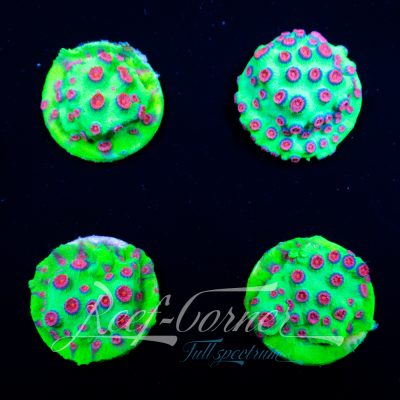 Cyphastrea Alien pox