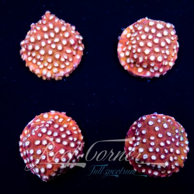 Cyphastrea Peppermint