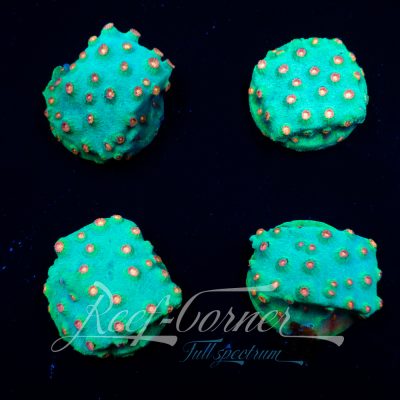 Cyphastrea Meteor shower