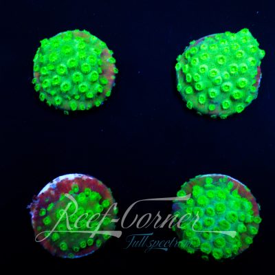 Cyphastrea green
