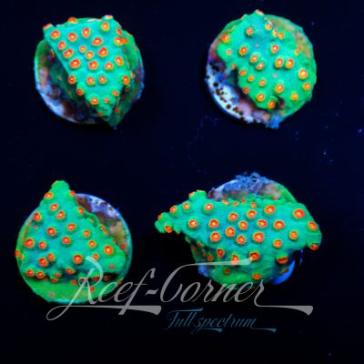 Cyphastrea Jingle bells