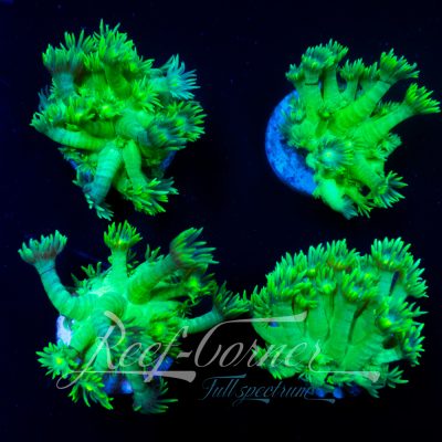 Green Lime Goniopora
