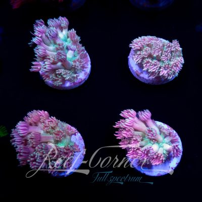 Strawberry Kiwi Goniopora