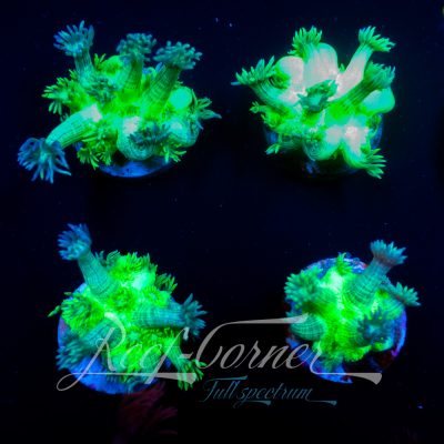 Nuclear green Goniopora