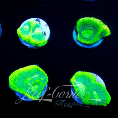 Lemon & Lime Favia