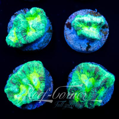 Spatter mint Favia