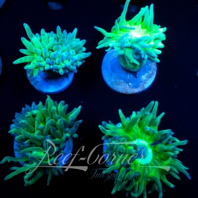 Ducan opsammia green stam