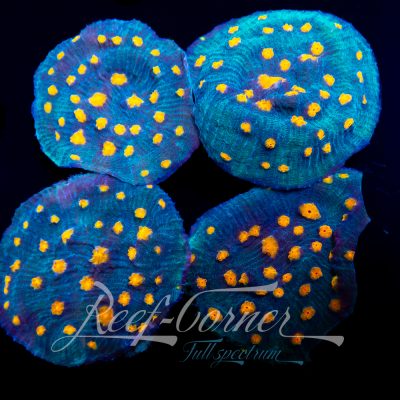 RC Mr. agent Mycedium Chalice L-frag