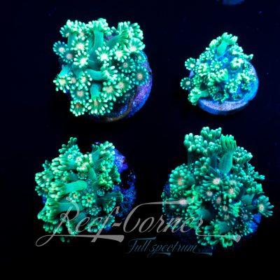 Orange eye Alveopora