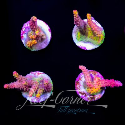 PC Rainbow Acropora