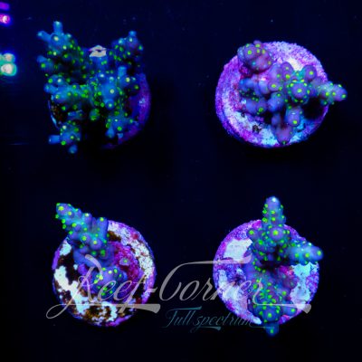 Tricolour Acropora