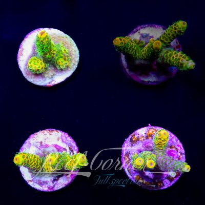 Sunset Millepora