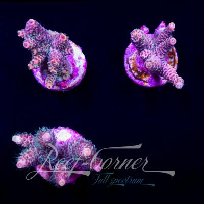 Raspberry Millepora