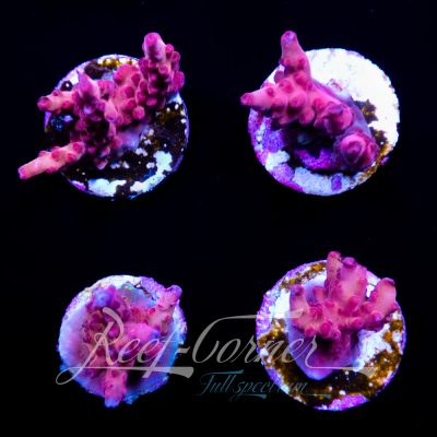 WWC Deep Purple Acropora