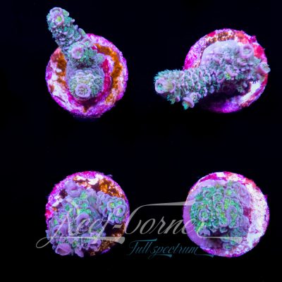 Tenuis Acropora
