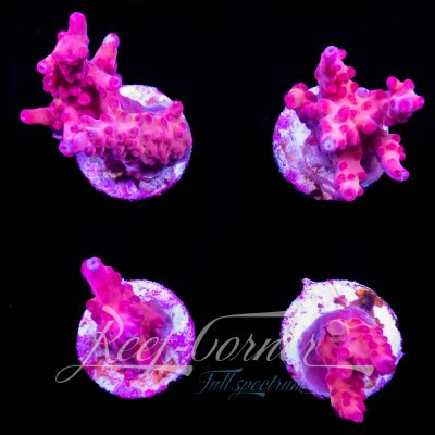 Purple Paletta Acropora