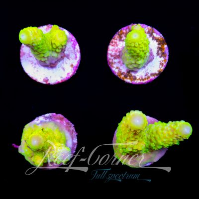 Ultra Yellow Humilis