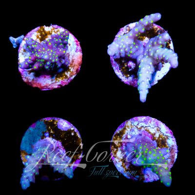 Nana Acropora