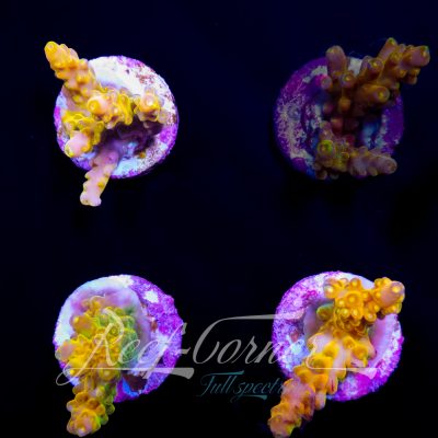 Golden Jawbdropper Acropora