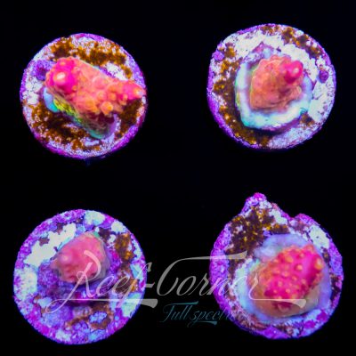 TSA Four Loko Acropora
