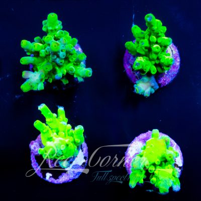 Frogskin Acropora