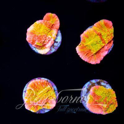 TSA Nuclear Grafted Montipora