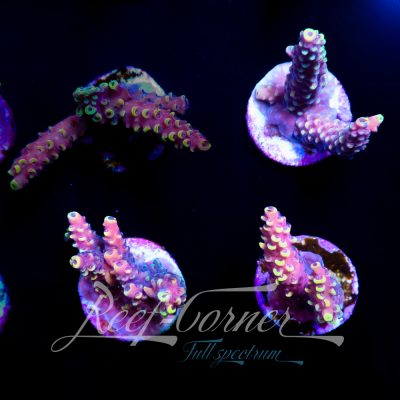 WWC Terra red Acropora