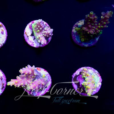 WWC Dayglow Acropora