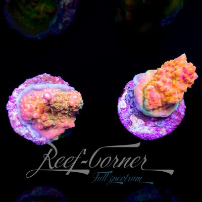 Rainbow Loom Acropora