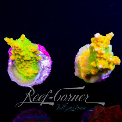 Joe's mango Garden Acropora