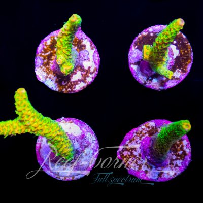 Sunset Millepora