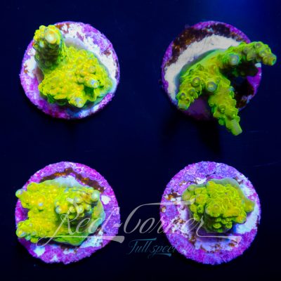 Green slimer Acropora