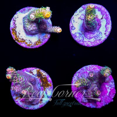 Rainbow Millepora
