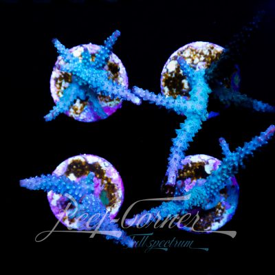 Blue Valida Acropora