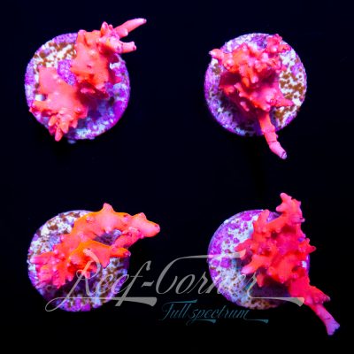 TNT Anacropora