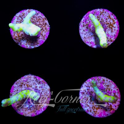 Golden rod Anacropora