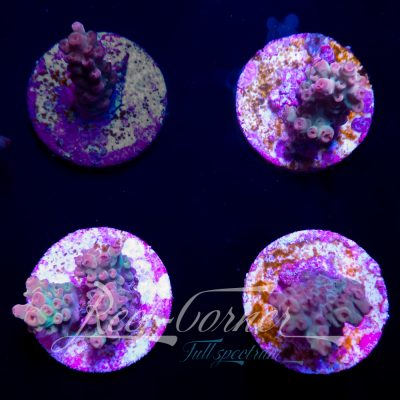Four seasons Acropora