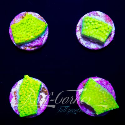 Joe's mango Garden Acropora