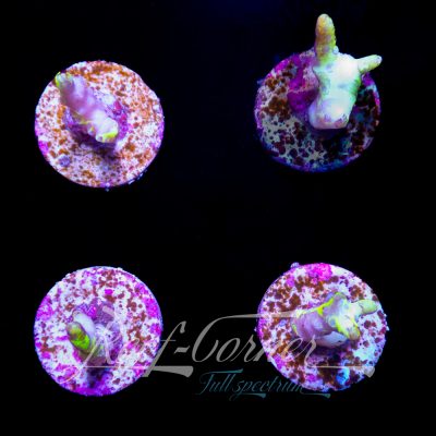 Grafted Golden rod Anacropora