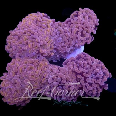 Ultra purple orange Paraancora 2H