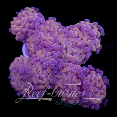 Purple bronze Paraancora 2H
